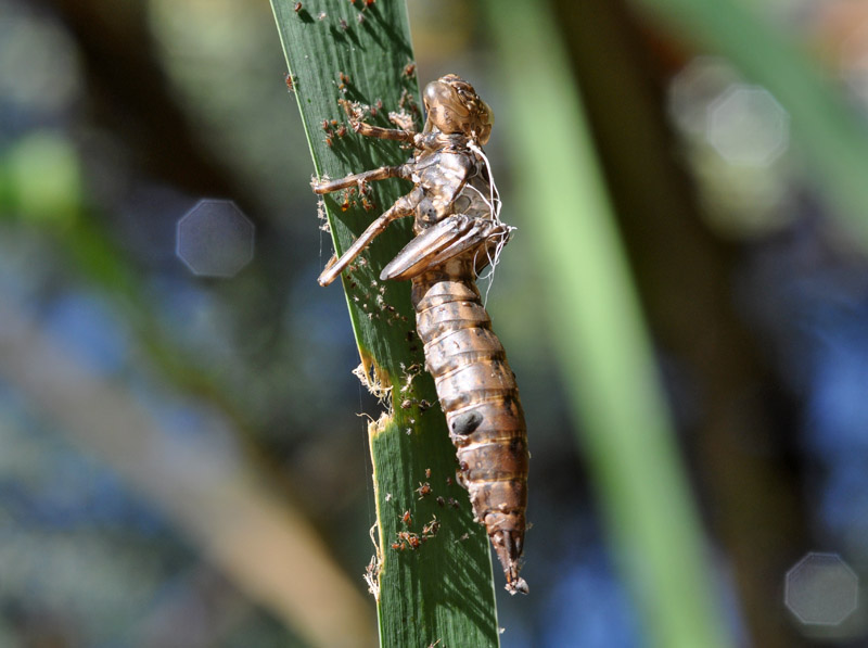 Di chi sono queste exuvie? Aeshna cyanea